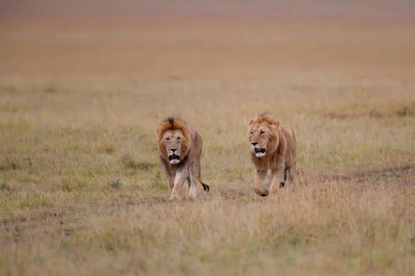 Hermandad Coalición Leones Machos Las Llanuras Reserva Caza Masai Mara —  Fotos de Stock