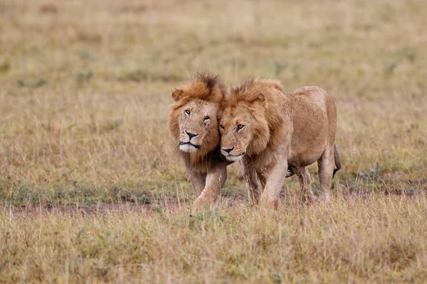 Hermandad Coalición Leones Machos Las Llanuras Reserva Caza Masai Mara — Foto de Stock