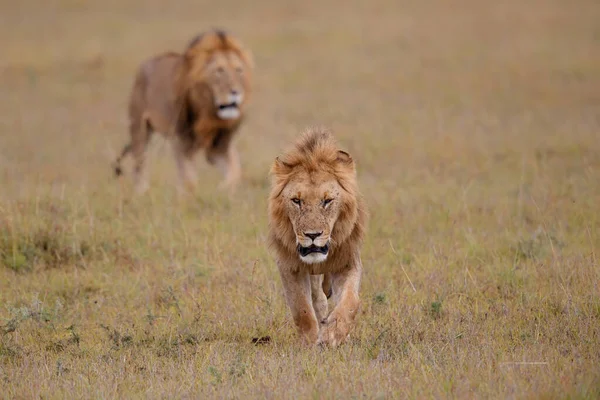 Fraternidade Coalizão Leões Macho Nas Planícies Reserva Masai Mara Quênia — Fotografia de Stock