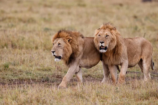 Testvériség Hím Oroszlánok Koalíciója Kenyai Masai Mara Vadrezervátum Síkságain — Stock Fotó