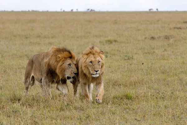 ブラザーフッド ケニアのMasai Mara Game Reserveの平野における雄ライオンの連合 — ストック写真