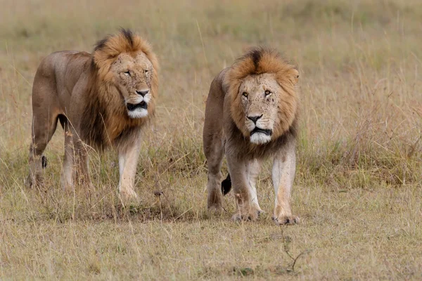 Αδελφότητα Συμμαχία Αρσενικού Λιονταριού Στις Πεδιάδες Του Masai Mara Game — Φωτογραφία Αρχείου