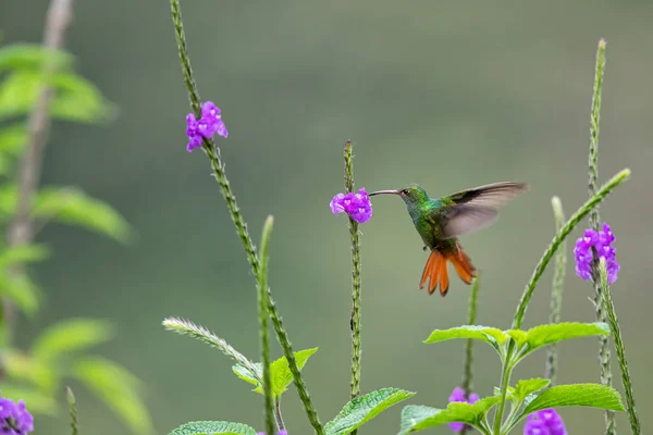 Rufous Tailed Koliber Amazilia Tzacatl Latający Odebrać Nektar Pięknego Kwiatu — Zdjęcie stockowe