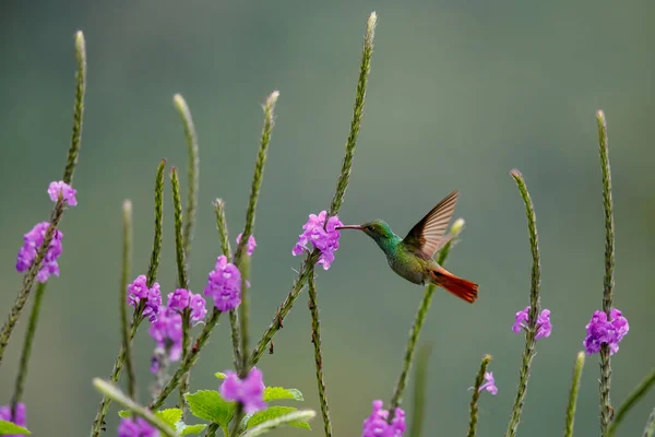 Beija Flor Cauda Ruiva Amazilia Tzacatl Voando Para Pegar Néctar — Fotografia de Stock