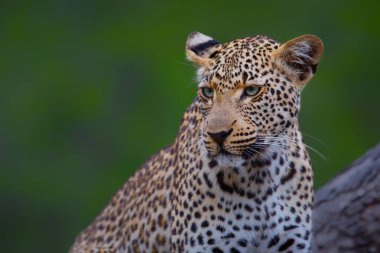 Güney Afrika 'nın Büyük Kruger bölgesinde Sabi Sands oyun rezervinde yeşil geçmişi olan bir leoparın portresi.