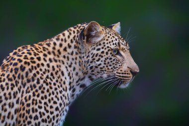 Güney Afrika 'nın Büyük Kruger bölgesinde Sabi Sands oyun rezervinde yeşil geçmişi olan bir leoparın portresi.