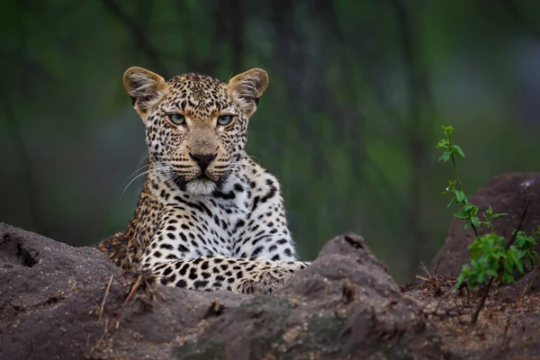 Portrét Leoparda Zeleným Pozadím Rezervaci Sabi Sands Oblasti Velkého Krugeru — Stock fotografie