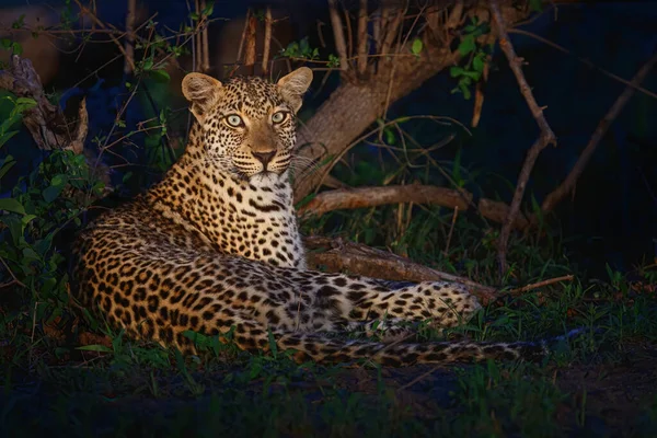 Leopard Beristirahat Malam Hari Sabi Sands Greater Kruger Region Afrika — Stok Foto
