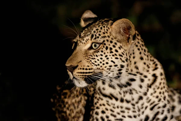 Portret Van Een Luipaard Nachts Sabi Sands Wildreservaat Grote Kruger — Stockfoto