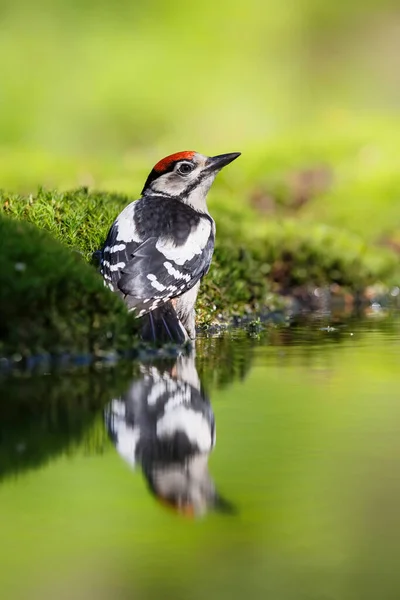 Great Spotted Woodpecker Dendrocopos Major Сидячи Землі Пиття Лісі Норд — стокове фото