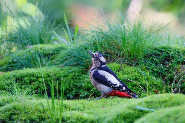Great Spotted Woodpecker Dendrocopos Major Noord Brabantin Metsässä Alankomaissa — kuvapankkivalokuva