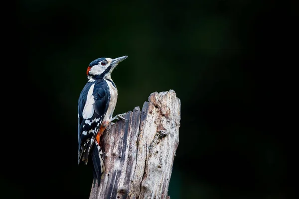 Great Spotted Woodpecker Dendrocopos Major Forest Noord Brabant Netherlands — Stock Photo, Image