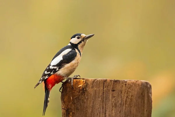 Great Spotted Woodpecker Dendrocopos Major Лісі Норд Брабант Нідерланди — стокове фото