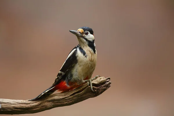 Great Spotted Woodpecker Dendrocopos Major Forest Noord Brabant Netherlands — Stock Photo, Image