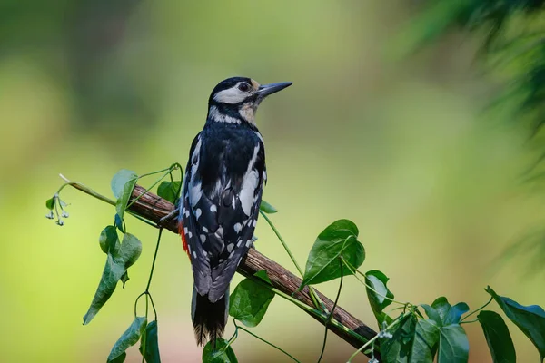 Great Spotted Woodpecker Dendrocopos Major Forest Noord Brabant Netherlands — Stock Photo, Image