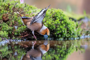 Hollanda 'nın Noord Brabant ormanında ispinoz (Coccothraustes coccothraustes) içme suyu. 