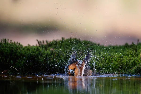 Hawfinch Κοκκοθραούστες Κοκκοθραούστες Που Κάνουν Μπάνιο Στο Δάσος Noord Brabant — Φωτογραφία Αρχείου