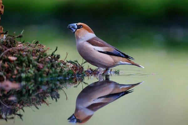 Hawfinch Coccothraustes Coccothraustes Lesie Noord Brabant Holandii — Zdjęcie stockowe