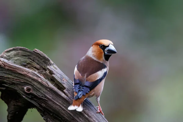 荷兰Noord Brabant森林中的Hawfinch Coccothraustes Coccothraustes — 图库照片