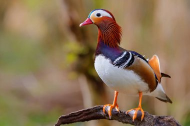 Hollanda 'da siyah arka planlı bir gölette yıkanan erkek mandarin ördeği (Aix galericulata).
