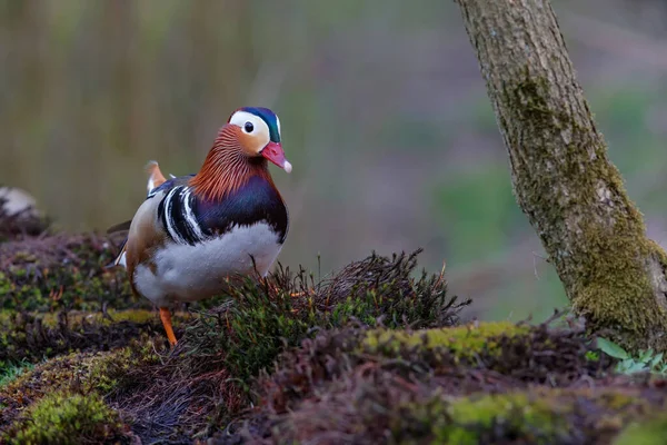 Мандаринская Утка Aix Galericulata Купается Пруду Нидерландах Черном Фоне — стоковое фото