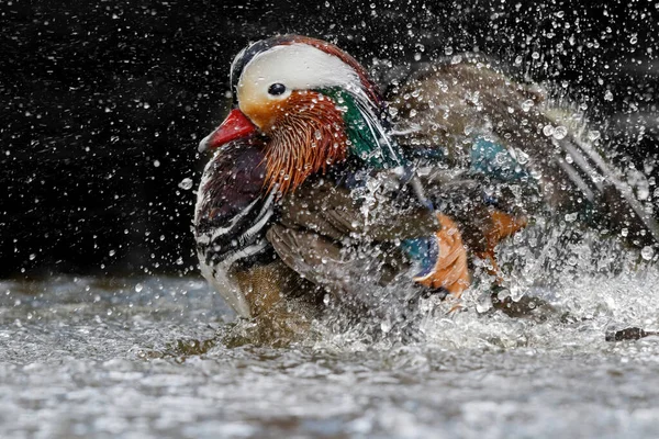荷兰一个黑色背景的池子里 雄性东北鸭 Aix Galericulata 正在洗澡 — 图库照片