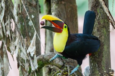 Kestane rengi çene kemikli tukan ya da Swainson tukan, Ramphastos ambiguus swinsonii. Tortuguero Ulusal Parkı, Orta Amerika, Kosta Rika 'da palmiye fıstığı yemek için palmiye ağacındaki sarı boğazlı tukan.