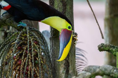 Kestane rengi çene kemikli tukan ya da Swainson tukan, Ramphastos ambiguus swinsonii. Tortuguero Ulusal Parkı, Orta Amerika, Kosta Rika 'da palmiye fıstığı yemek için palmiye ağacındaki sarı boğazlı tukan.