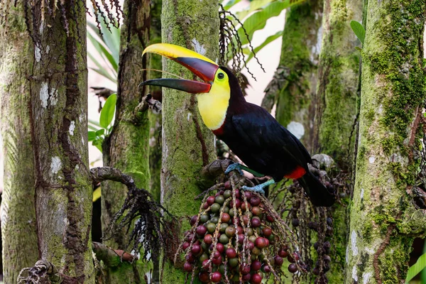 Gesztenye Állkapcsú Tukán Vagy Swainsons Toucan Ramphastos Ambiguus Swainsonii Sárga — Stock Fotó