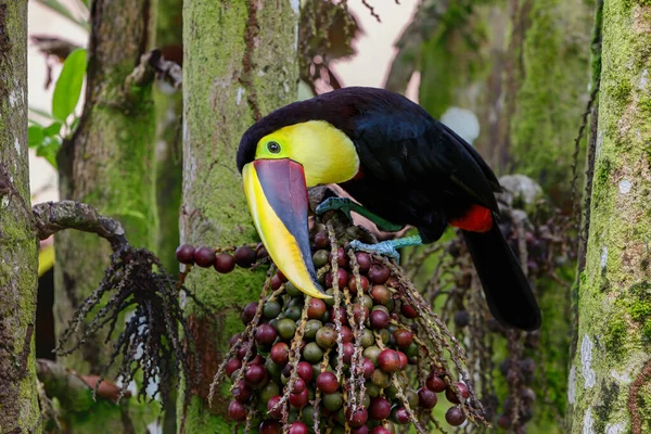 Chestnut Mandibled Toucan Swainsons Toucan Ramphastos Ambiguus Swainsonii Yellow Throated — Stock Photo, Image