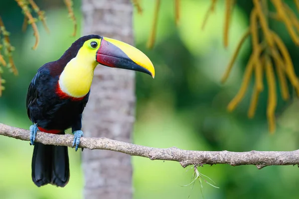 Ramphastos Ambiguus Swainsonii Toucan Met Kastanje Swainsons Geelkeeltoekan Zittend Een — Stockfoto