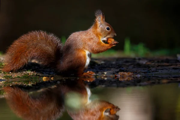 今年秋天 在荷兰林堡森林的一个池塘边 一只欧亚大陆红松鼠正在觅食 — 图库照片