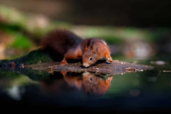 Eurasisches Rotes Eichhörnchen Sciurus Vulgaris Auf Nahrungssuche Herbst Einem Wasserbecken — Stockfoto