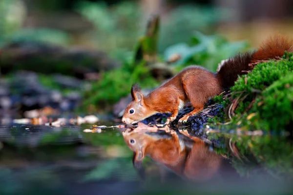 Hollanda Nın Limburg Ormanındaki Bir Havuzu Çevresinde Sonbaharda Yiyecek Arayan — Stok fotoğraf