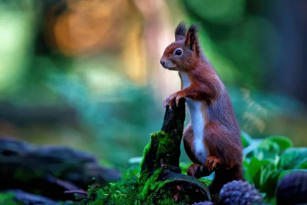 Eurasian Red Squirrel Sciurus Vulgaris Searching Food Autumn Pool Water — Stock Photo, Image