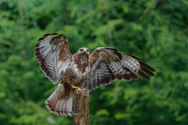 Hollanda 'nın Noord Brabant ormanında kanat çırpan Akbaba (Buteo buteo). Yeşil orman arka planı