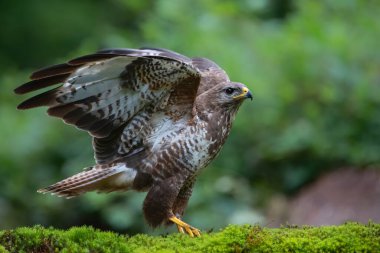 Hollanda 'nın Noord Brabant ormanında uçmaya hazır olan Akbaba (Buteo buteo). Yeşil orman arka planı