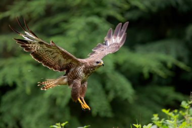 Hollanda 'daki Noord Brabant ormanında Akbaba (Buteo buteo) uçuyor. Yeşil orman arka planı