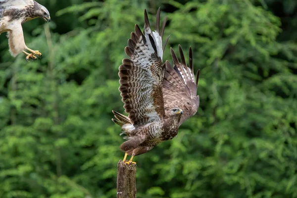 Common Buzzard Buteo Buteo Útočí Dalšího Obyčejného Krkavce Lese Noord — Stock fotografie