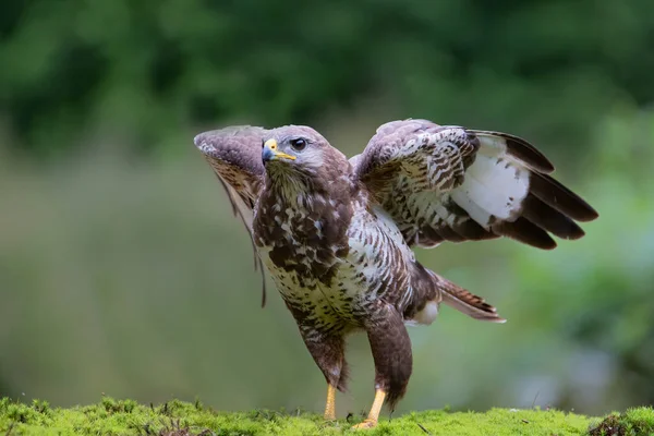 Vanlig Vråk Buteo Buteo Redo Att Flyga Iväg Skogen Noord — Stockfoto