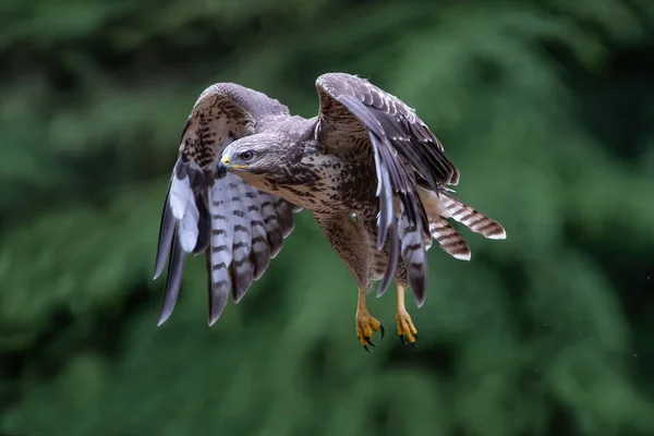 Buitre Común Buteo Buteo Volando Bosque Noord Brabant Los Países — Foto de Stock