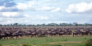 Mayıs ayında, Tanzanya 'daki Serengeti Milli Parkı' ndaki büyük göç sırasında -ıslak ve yeşil mevsim- antiloplar-