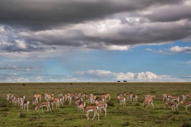 Grant 'in ceylanı (Nanger granti) Tanzanya' daki Serengeti Milli Parkı 'na fırtına yaklaşırken otluyor.
