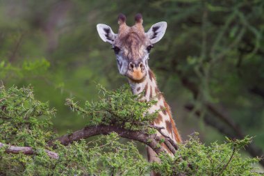Tanzanya 'daki Serengeti Ulusal Parkı' nın çalılık bölgesinde yemek yiyen bir zürafanın portresi.