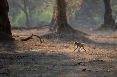 Chacma Baboon (Papio ursinus), öğleden sonra Zimbabwe 'deki Mana Havuzları Ulusal Parkı' nda yürüyüş yapıyor.