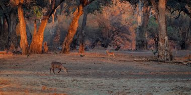 Ortak Waterbuck (Kobus ellipsiprymnus), Zimbabwe 'deki Mana Havuz Ulusal Parkı' nda günbatımında son ışıkta otluyor.