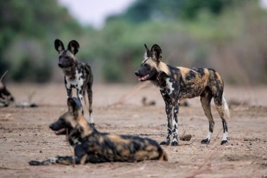 Afrika Vahşi Köpeği (Lycaon pictus) Zimbabwe 'deki Mna Havuzları Ulusal Parkı' nda avlanmaya hazırlanıyor.