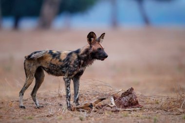 Afrika Vahşi Köpeği (Lycaon pictus) Zimbabwe 'deki Mana Havuzları Ulusal Parkı' nda bir Impala 'nın kalıntılarını yiyor.