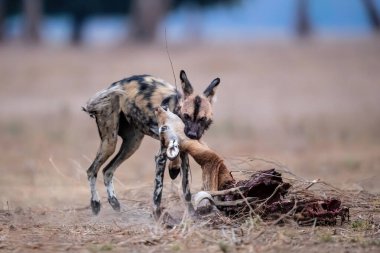 Afrika Vahşi Köpeği (Lycaon pictus) Zimbabwe 'deki Mana Havuzları Ulusal Parkı' nda bir Impala 'nın kalıntılarını yiyor.