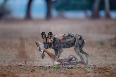 Afrika Vahşi Köpeği (Lycaon pictus) Zimbabwe 'deki Mana Havuzları Ulusal Parkı' nda bir Impala 'nın kalıntılarını yiyor.